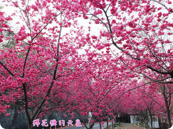 00櫻花隧道4