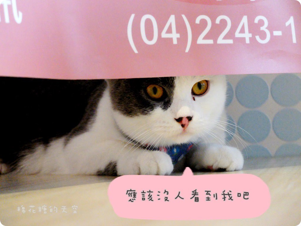 00店貓12.JPG