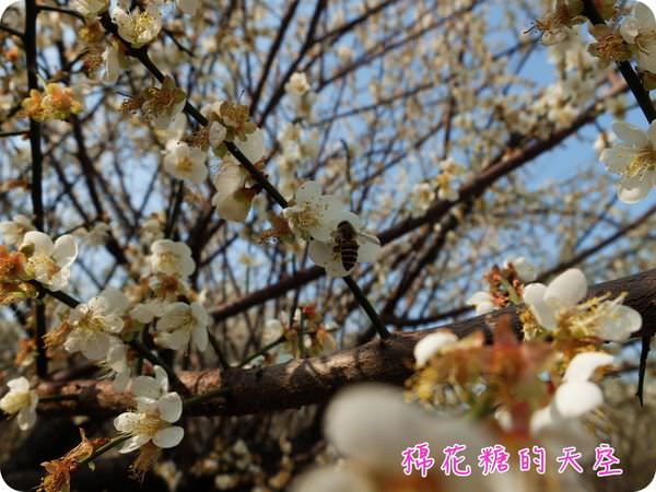 00梅花小蜜蜂
