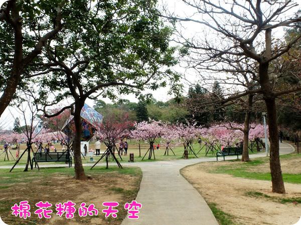 00櫻花初見