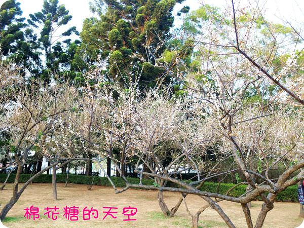 00梅花9