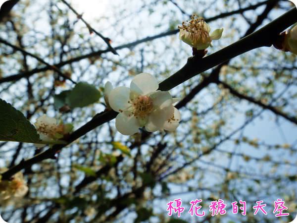 00梅花