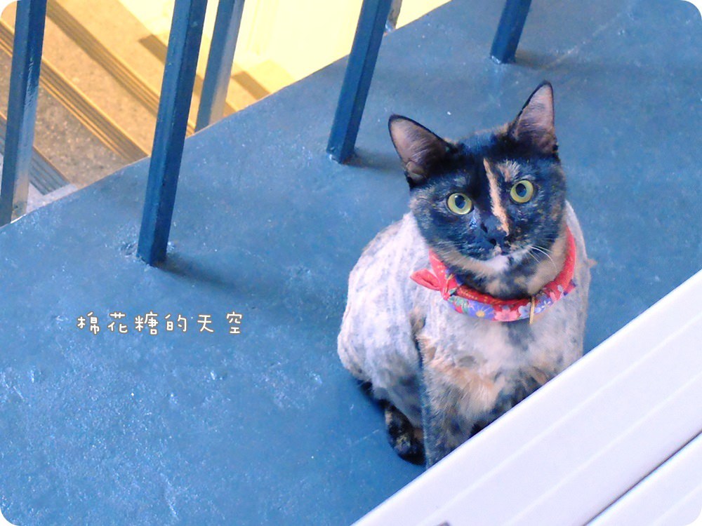 店貓愛紗4.JPG