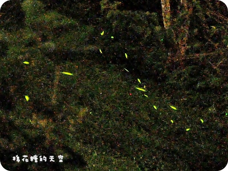 01螢火蟲4.jpg