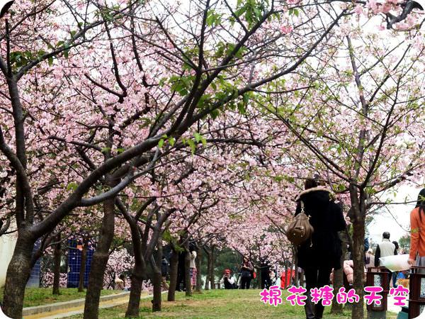 00櫻花隧道