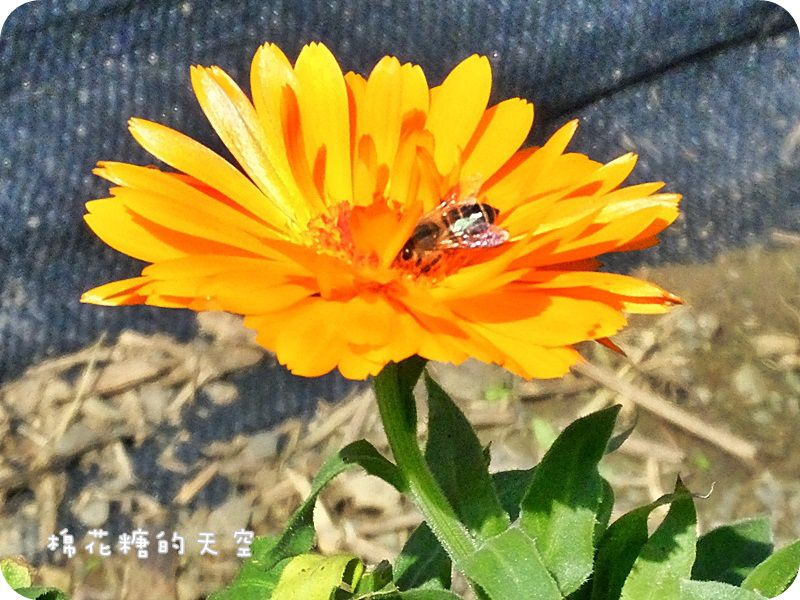01金盞花田4.JPG