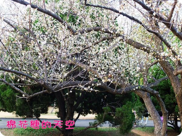 00梅花5