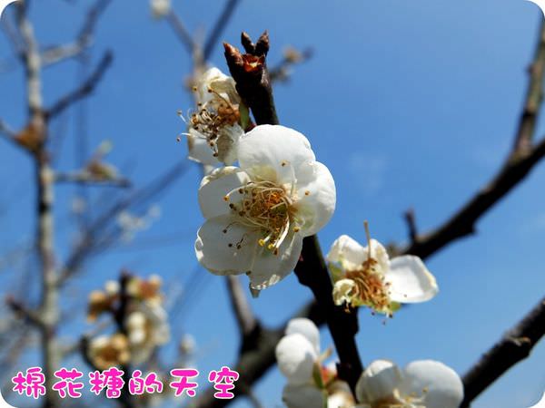 00梅山梅花13