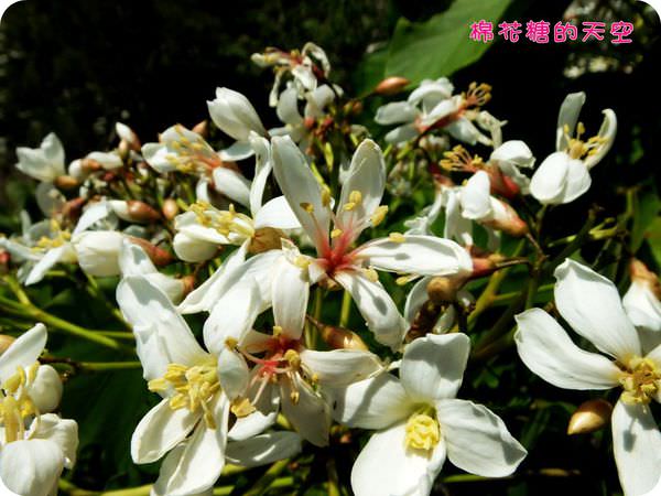 00近拍7.JPG