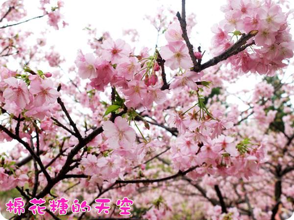 00櫻花特寫3