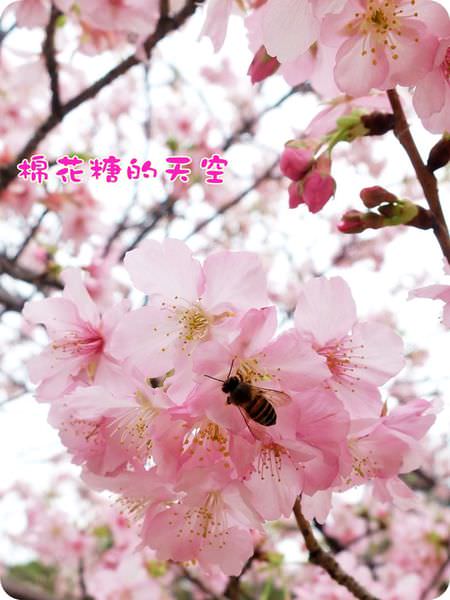 00櫻花特寫蜜蜂