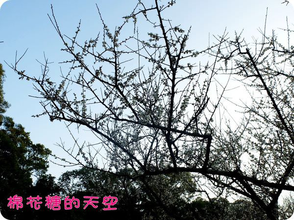 00梅花