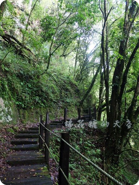 《南投景點》來趟杉林溪，尋覓天使種下的植物－『水晶蘭』