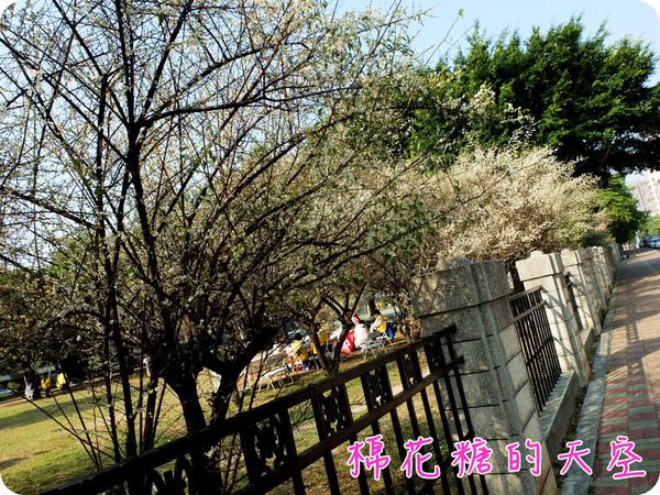 00走道梅花