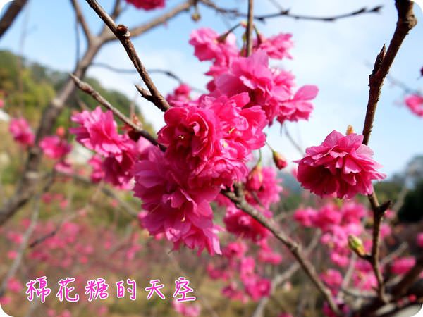 00櫻花獨照5 00櫻花獨照5