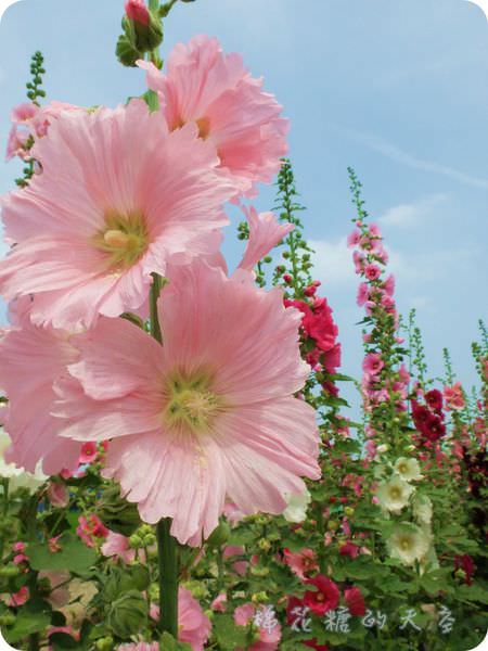 00花與藍天4.JPG