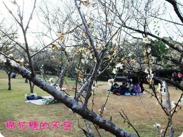 00樹下賞梅