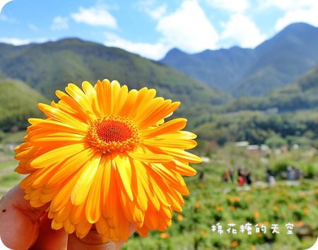 01金盞花田11.JPG
