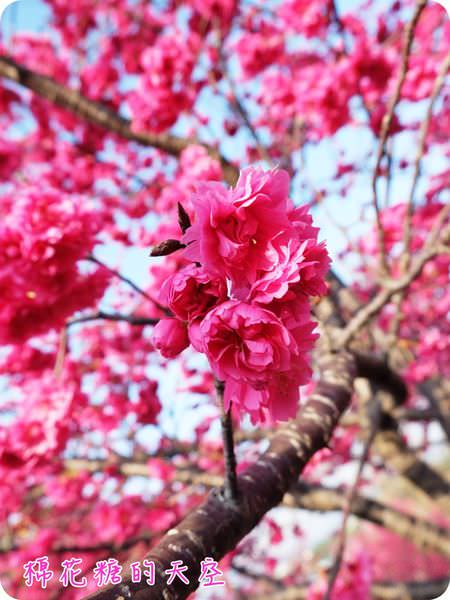 00小花苞