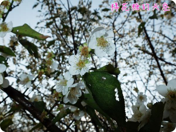 00梅花4