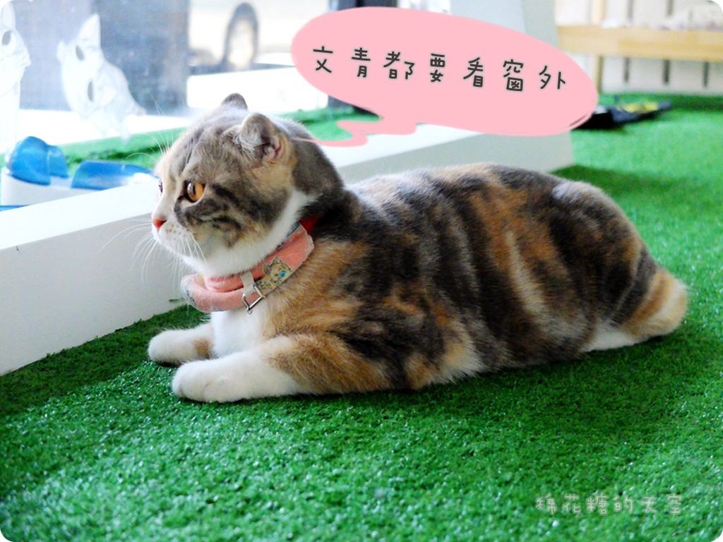 00店貓9.JPG