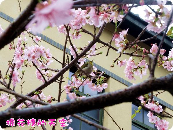 00櫻花隧道特寫5