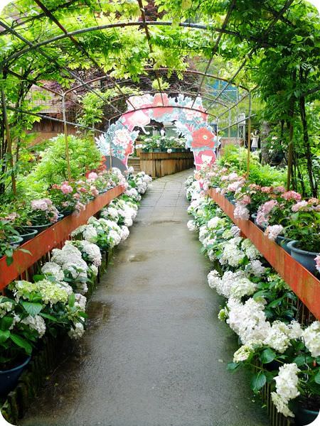 繡球花道