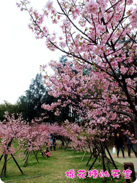00櫻花小山坡7