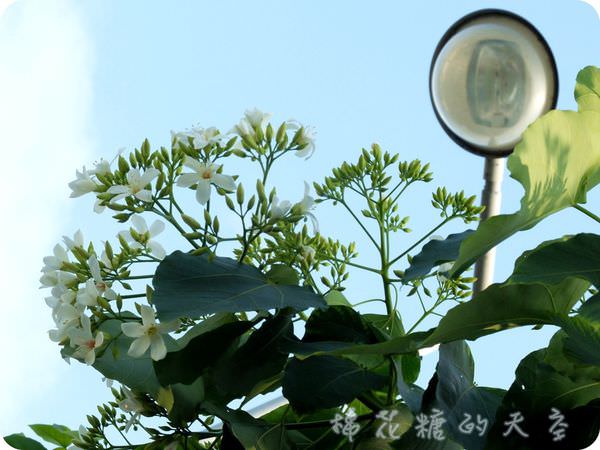 00近拍10.JPG