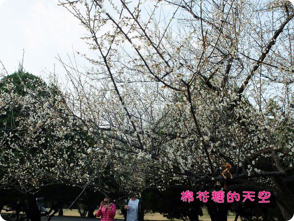 00梅花有亮點