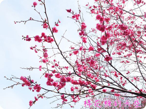 00櫻花天空3 00櫻花天空3