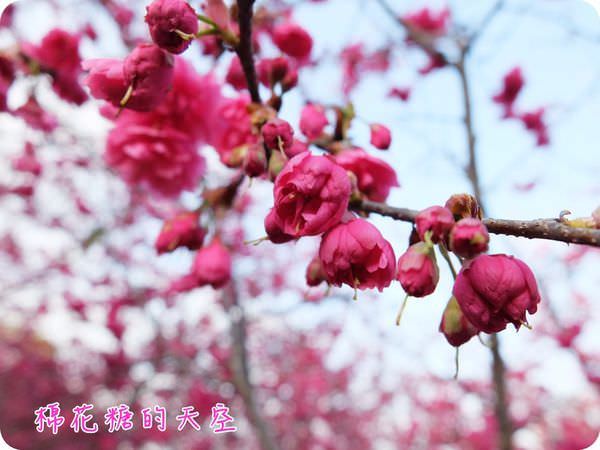 00小花苞2