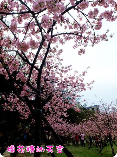 00櫻花小山坡6