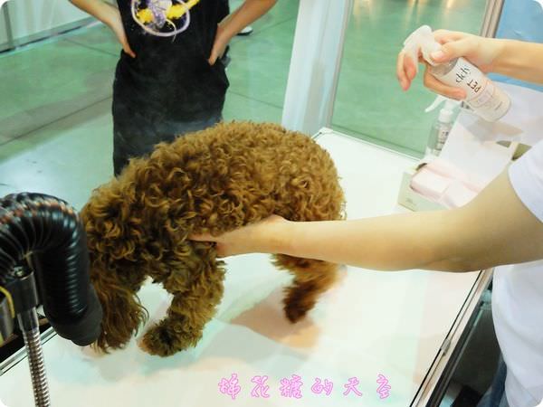 00寵物SPA6.JPG