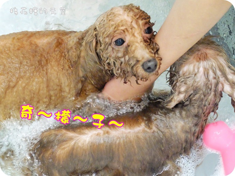 台中狗住宿-狗狗美容spa