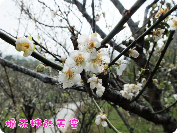 00梅山梅花7