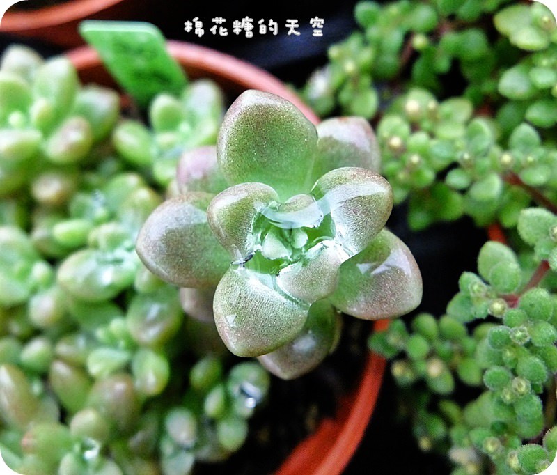 01盆栽4.JPG