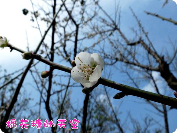 00梅山梅花