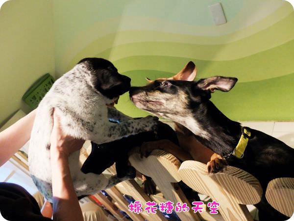 00二樓狗狗.JPG