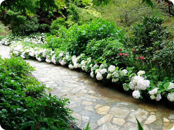 繡球花道1