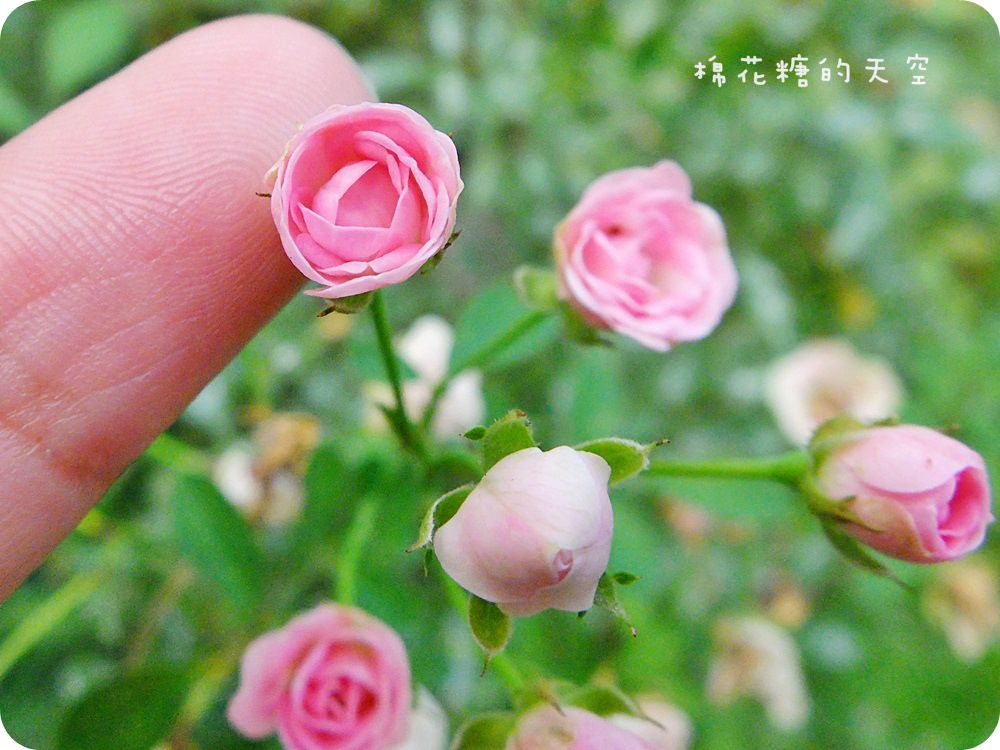 00玫瑰莊園7.JPG