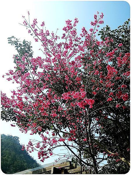 路邊櫻花