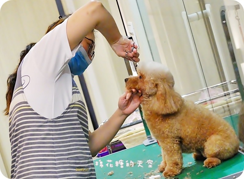 台中狗住宿-狗狗超可愛造型