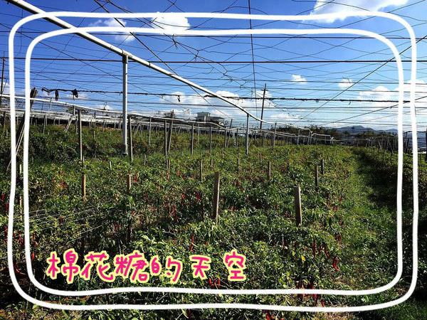 辣椒田2