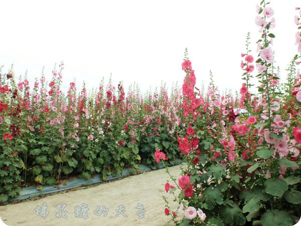 00全景11.JPG