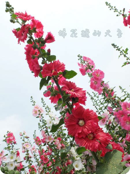 00正港一串紅.JPG