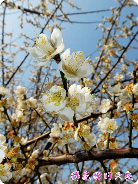 00梅花7