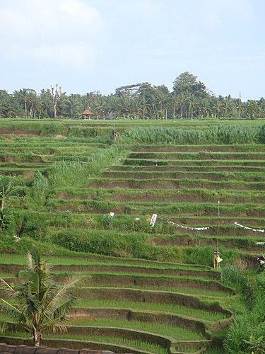 20080114-20080118巴里島血拼之旅~
