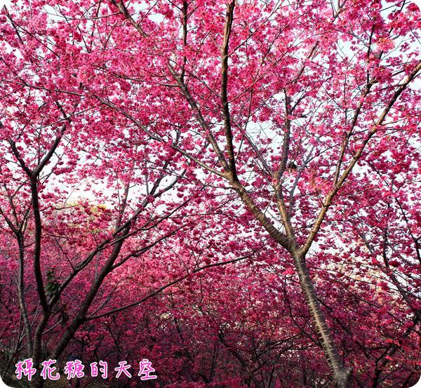00櫻花天空4