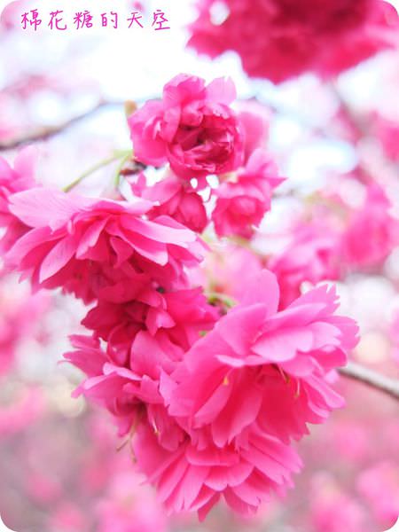 00櫻花特寫4